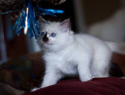 Ragdoll kitten - female blue lynx
