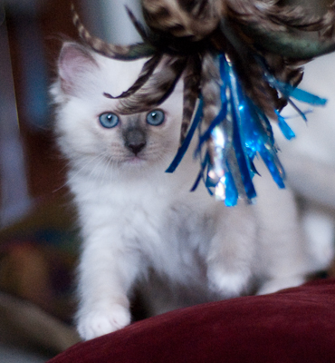 Ragdoll kitten - female seal point