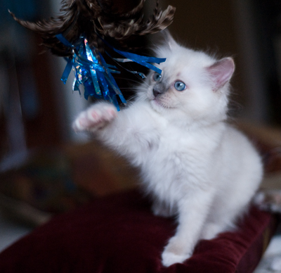Ragdoll kitten - female seal point