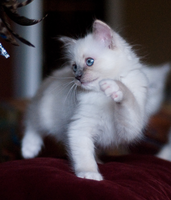 Ragdoll kitten - female seal point