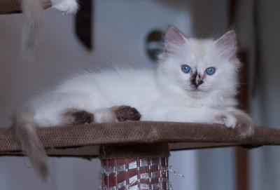 Ragdoll kitten