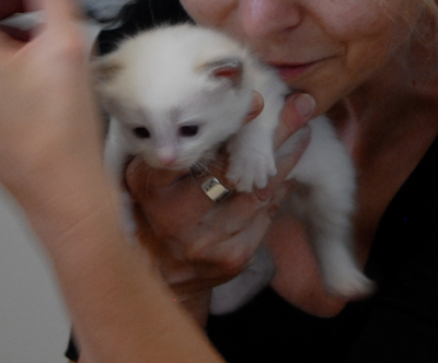 Ragdoll kitten - female blue lynx