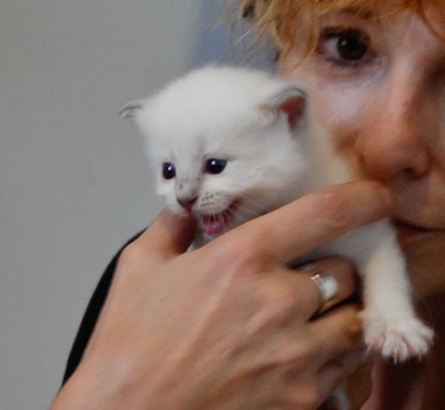 Ragdoll kitten - female blue lynx
