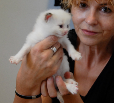 Ragdoll kitten - female blue lynx