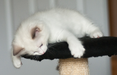 'pink' ragdoll kitten