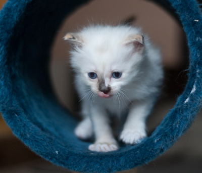 Ragdoll kitten - female blue lynx