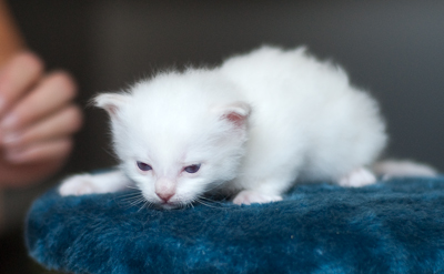 Ragdoll kitten - male seal point