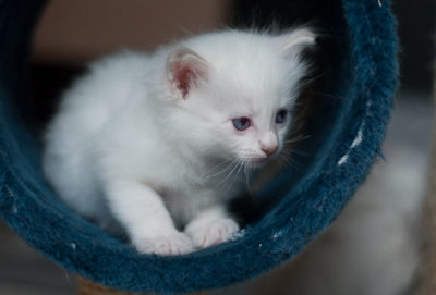 Ragdoll kitten - male seal point