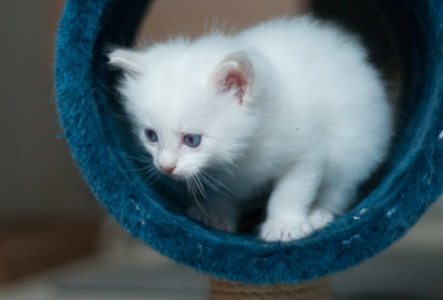 Ragdoll kitten - female blue lynx