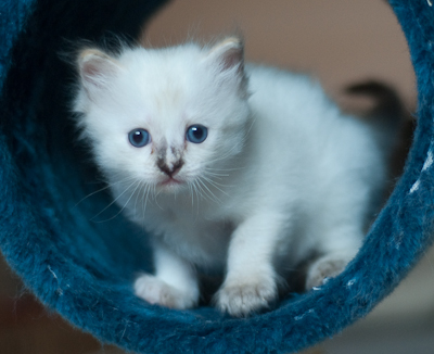 Ragdoll kitten
