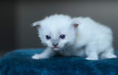 Ragdoll kitten - female seal point