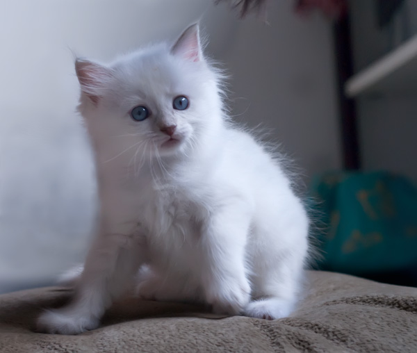 Ragdoll kitten - female blue lynx