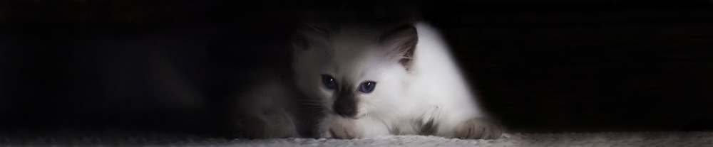 BigFlopRagdolls - Ragdoll Cattery, Aylmer, Quebec Canada. Ragdoll kittens for sale.