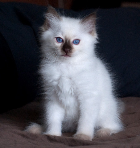 Ragdoll kitten - male seal point